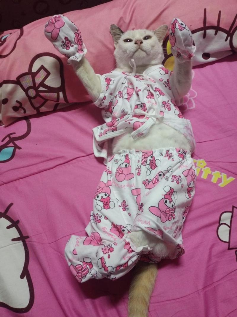 Pet Mart - Cửa Hàng Thú Cưng