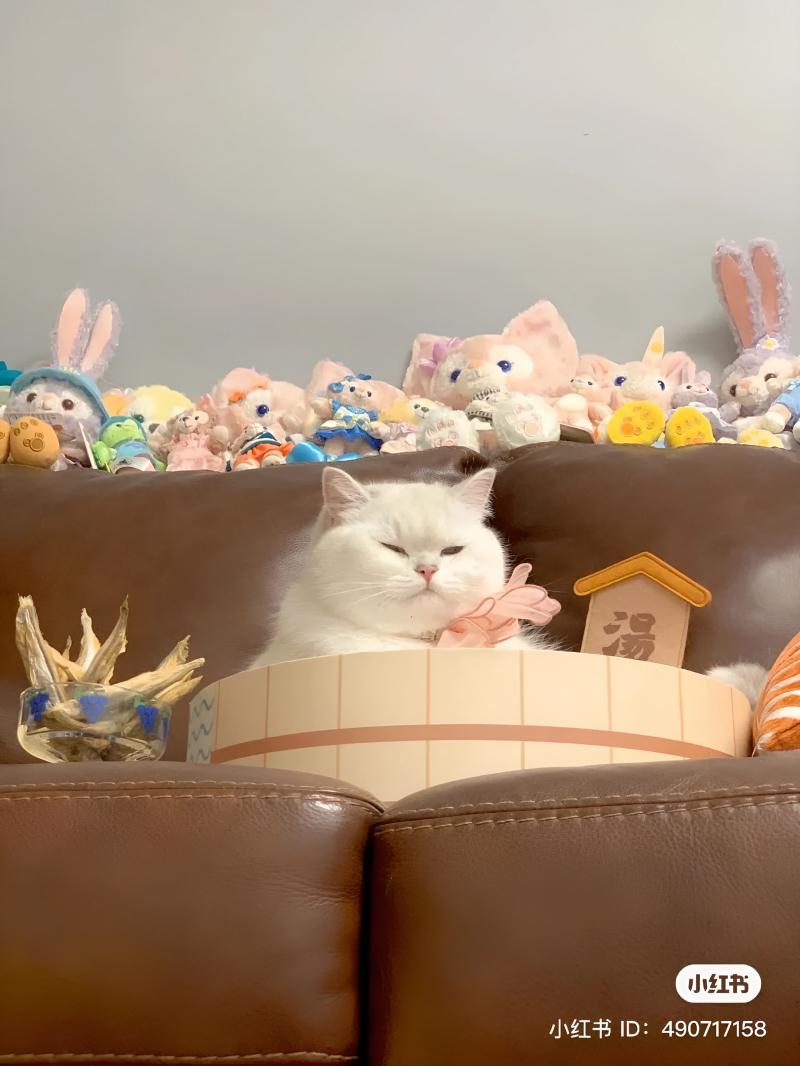 Pet Mart - Cửa Hàng Thú Cưng