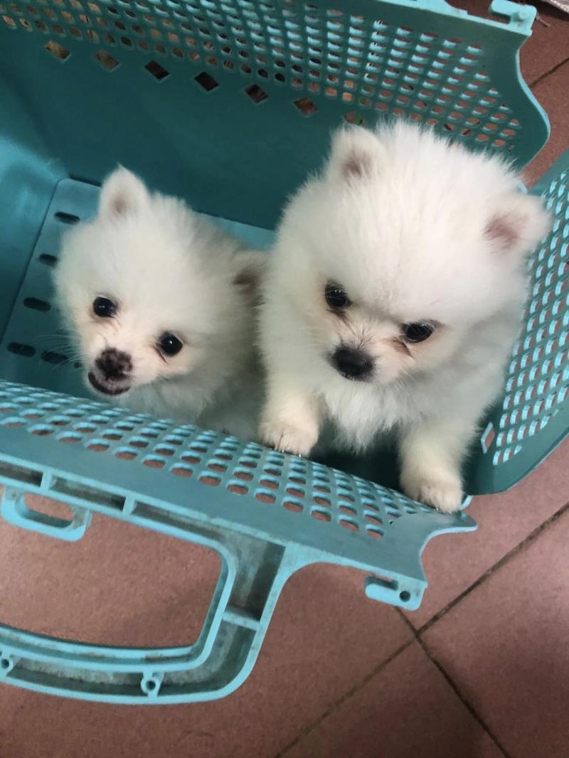 Pet Mart shop