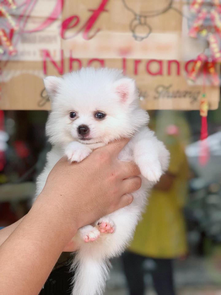 Pet Nha Trang