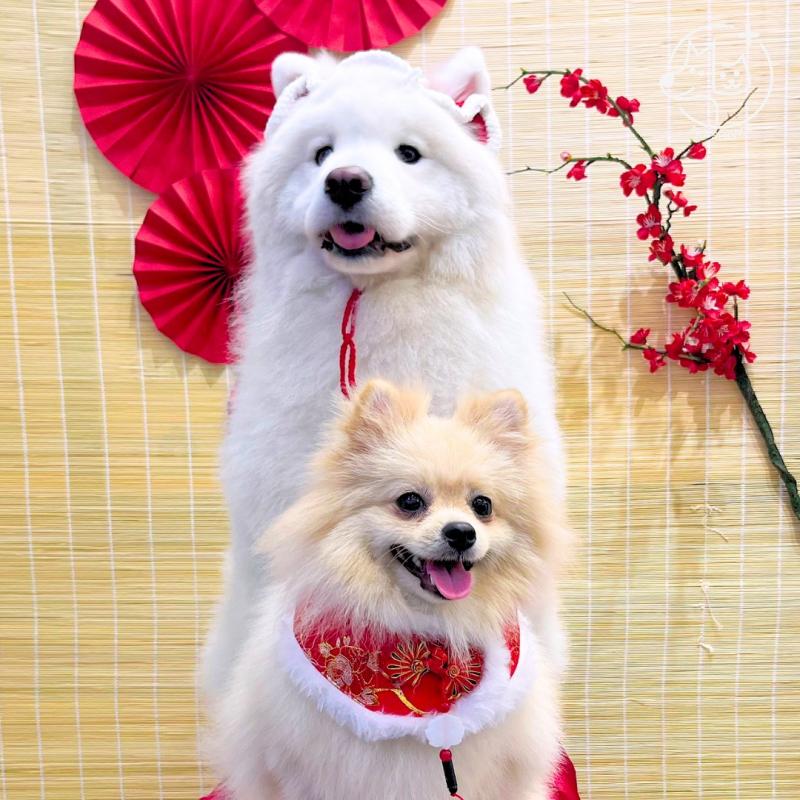 Pet Service