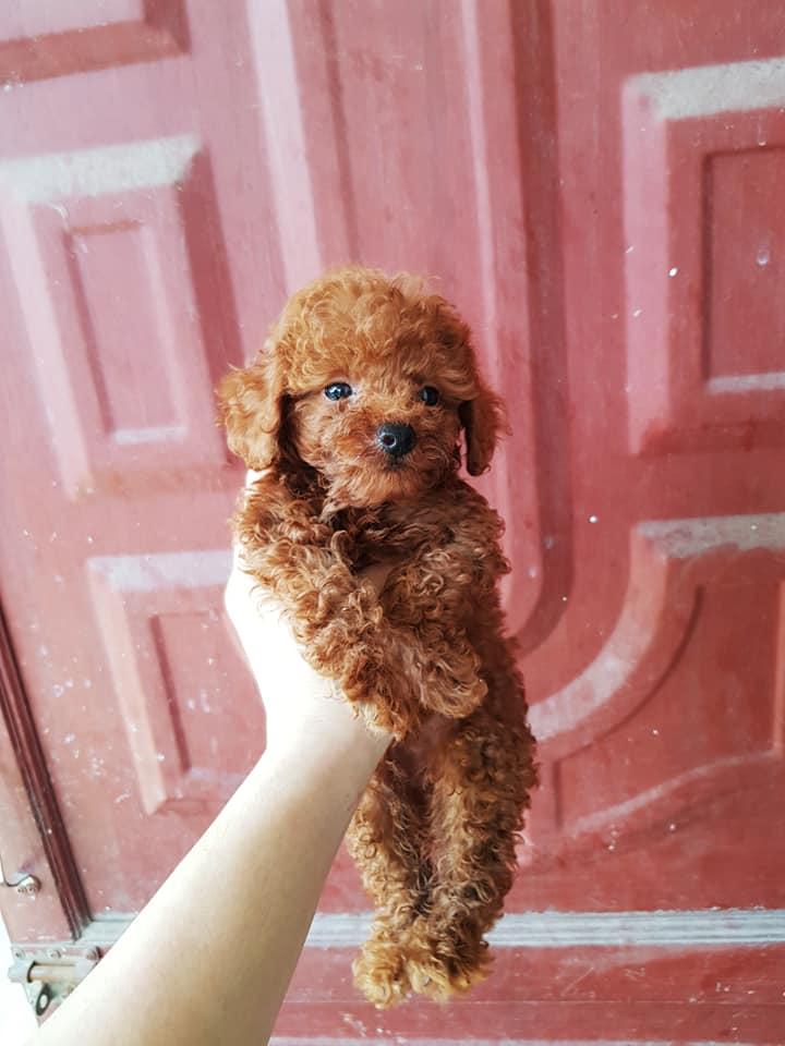 Pet Shop Hà Trung