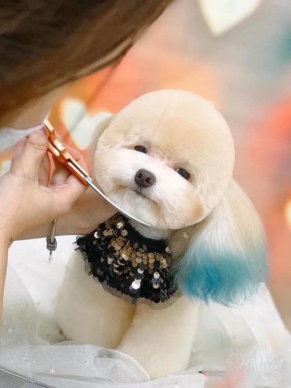 Pet Shop Hương Nở
