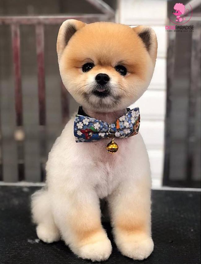 PET shop Hương Nở Bình Dương