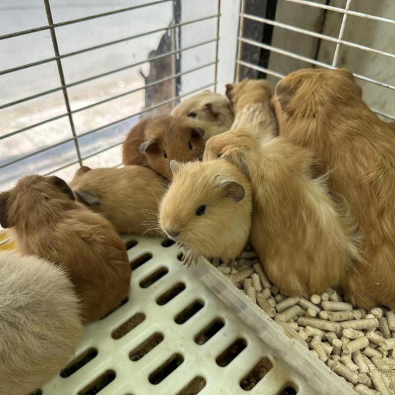 Pet shop Miền Đất Hứa