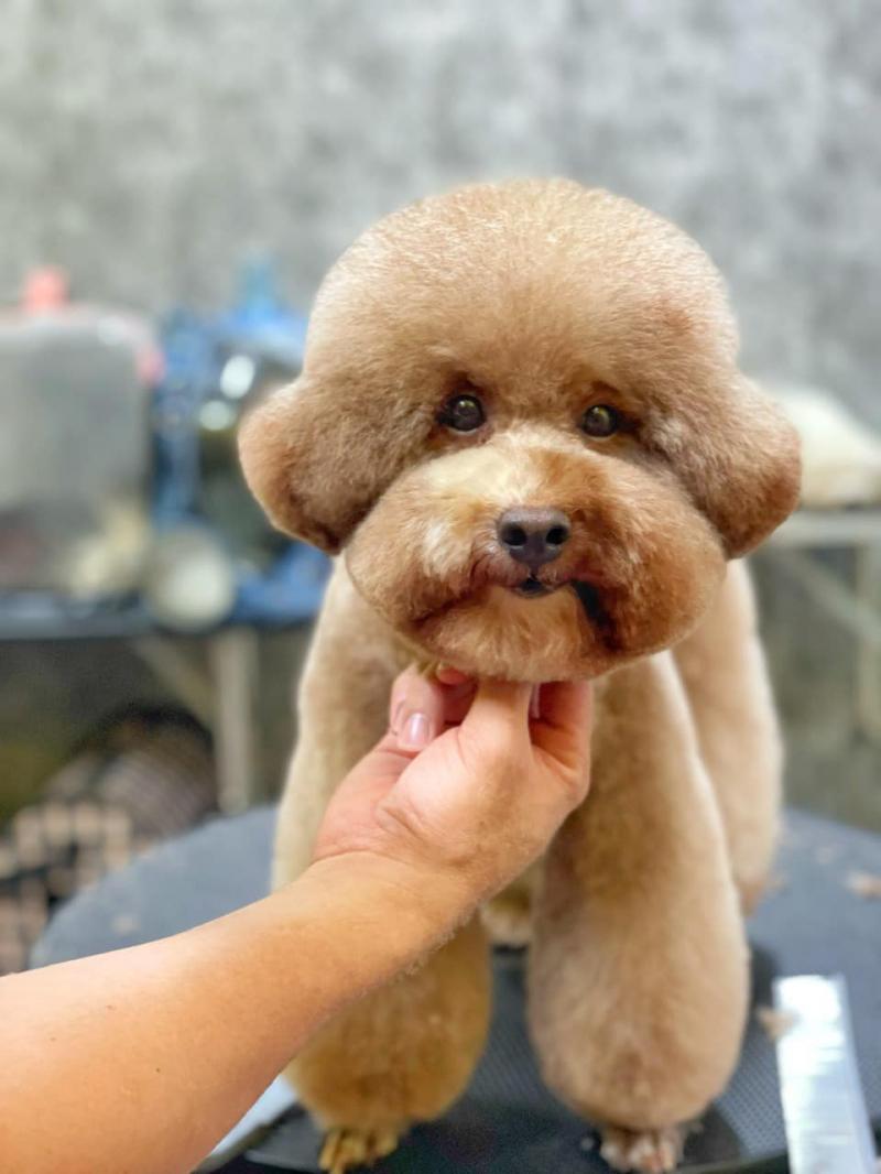 Pet Smile Bình Dương