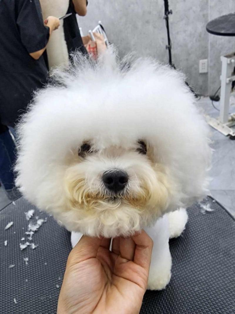 Pet Style Asian Academy