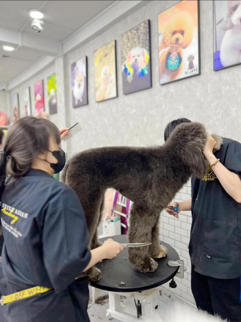 Pet Style Asian Academy