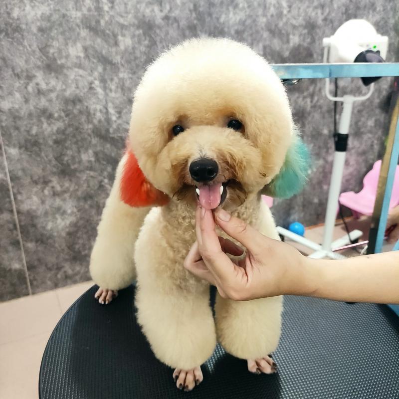 Pet Thủ Dầu Một