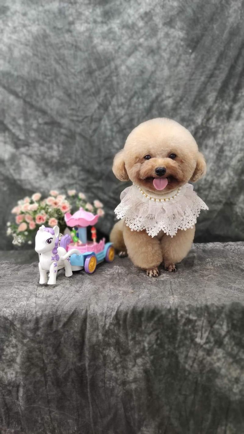 Pet Thủ Dầu Một