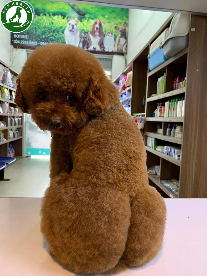 PetHealth