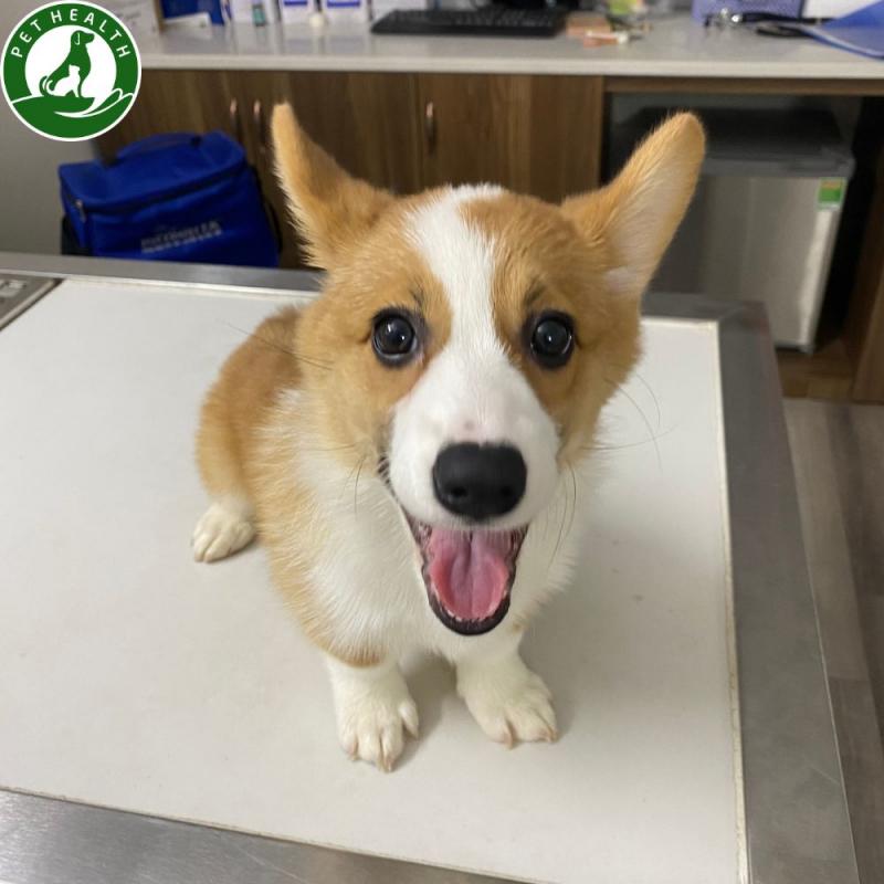 PetHealth
