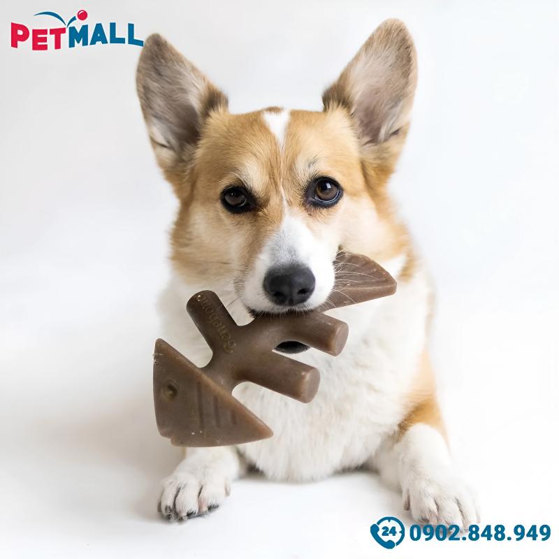 Petmall.vn - Petstore