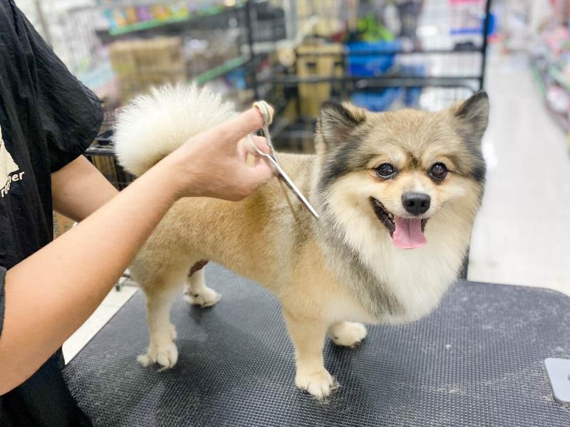 IU Pets