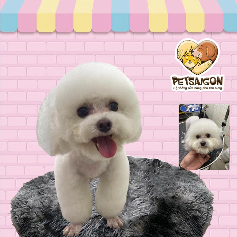 Petsaigon.vn