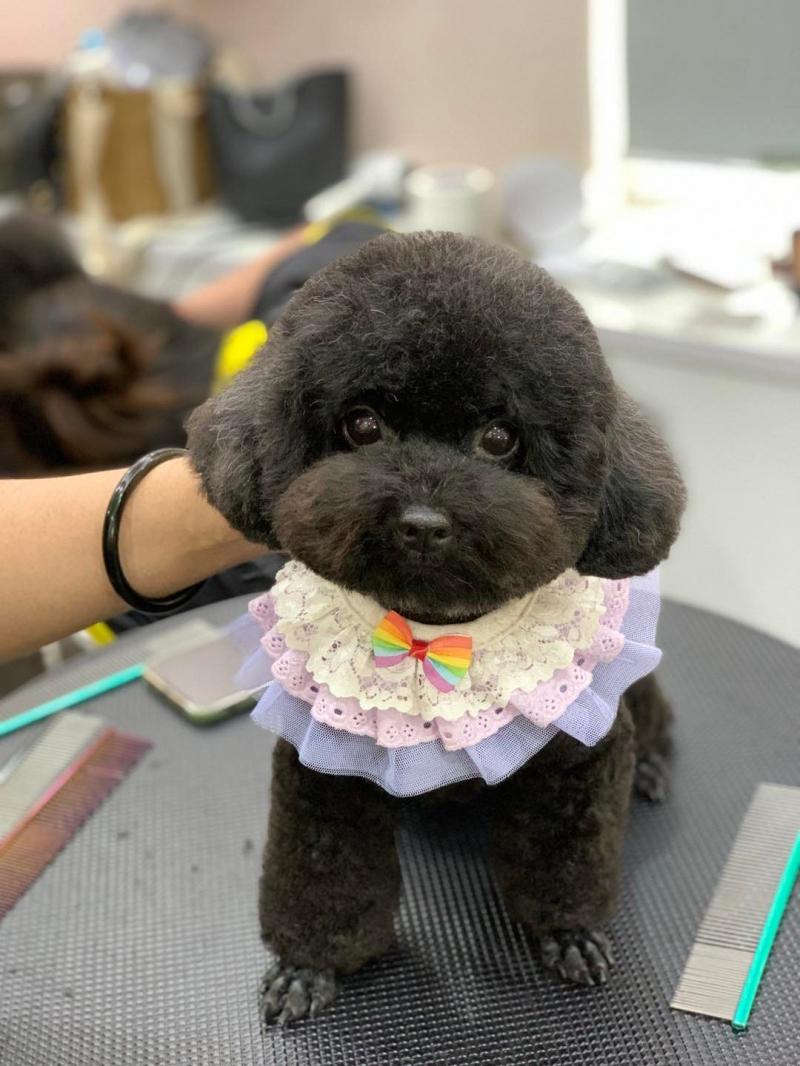 PewPew Pet House - Tiệm làm đẹp thú cưng tại Hải Dương