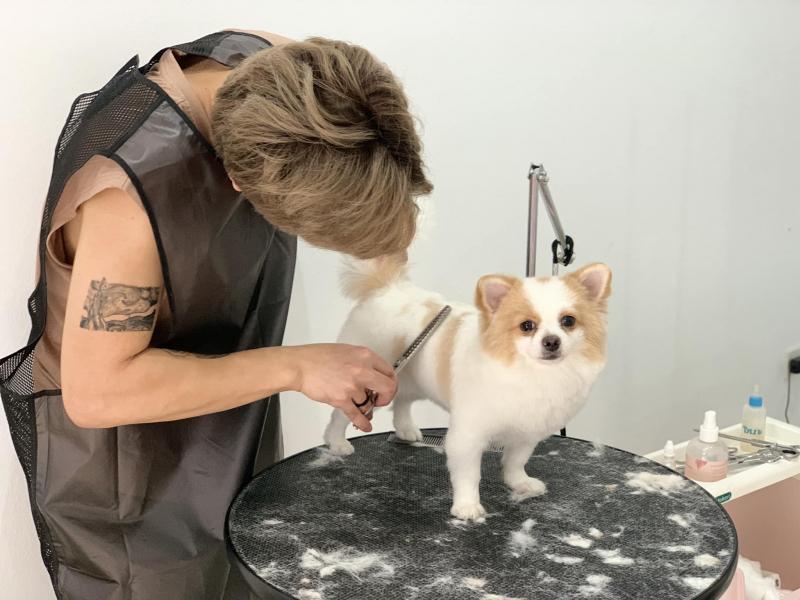 PewPew Pet House - Tiệm làm đẹp thú cưng tại Hải Dương