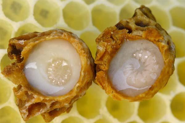 Màu sữa ong chúa khi nằm trong nụ chúa