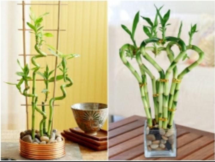 Cây phất dụ
