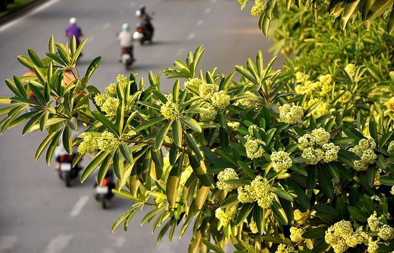Phố Nguyễn Du - Hai Bà Trưng