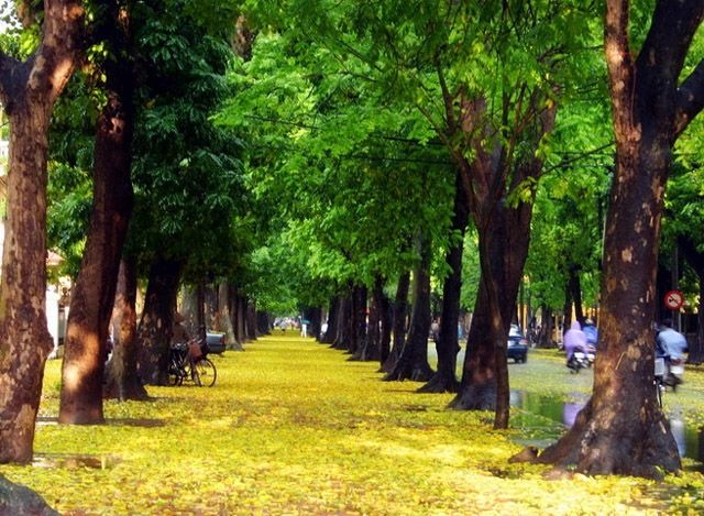 Bạt ngàn cây là cây, toàn sấu!