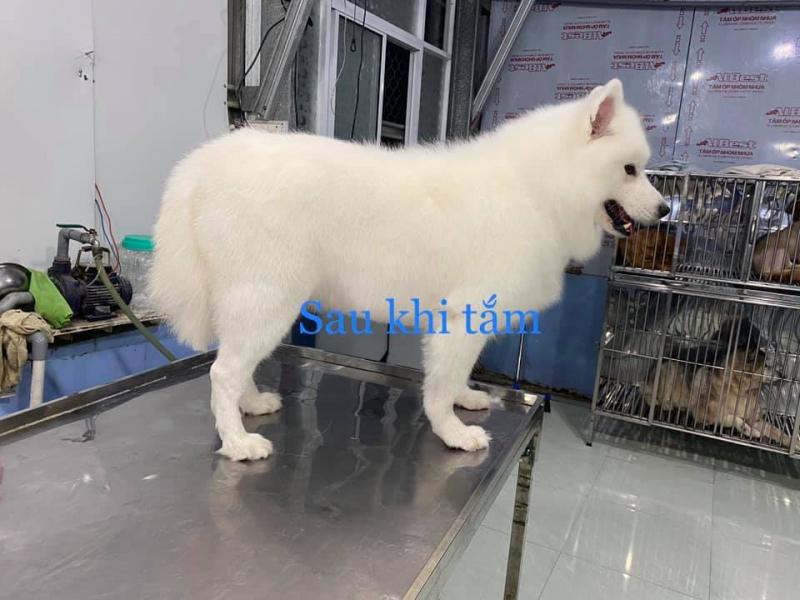 Phòng Khám Thú Y Anh Khả