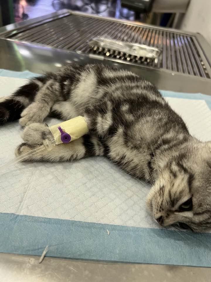 Phòng Khám Thú Y Audi Pet.com