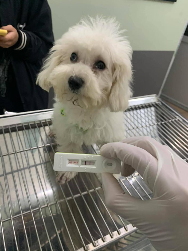 Phòng Khám Thú Y BẮC NINH- BAC NINH Vet Clinic