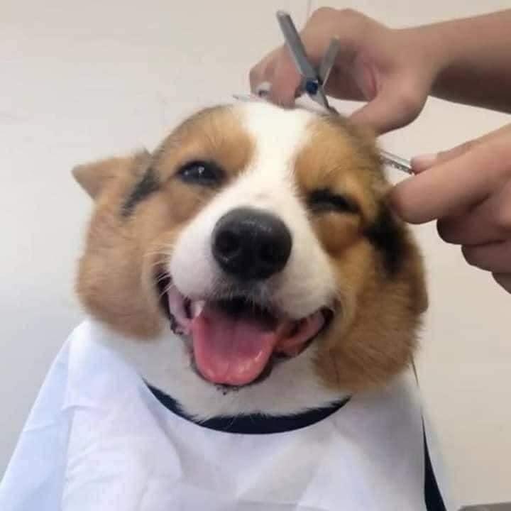 Phòng Khám Thú Y BẮC NINH- BAC NINH Vet Clinic