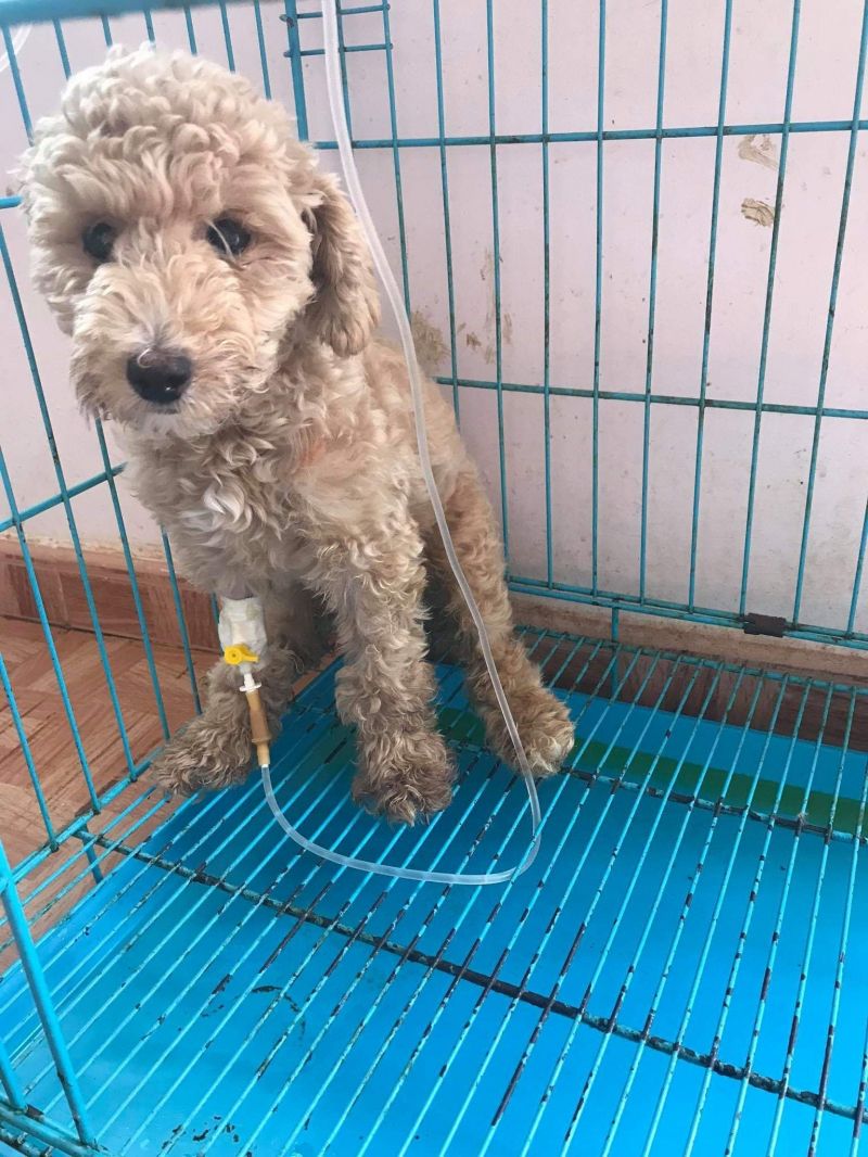 Phòng Khám Thú Y Đà Lạt Pet