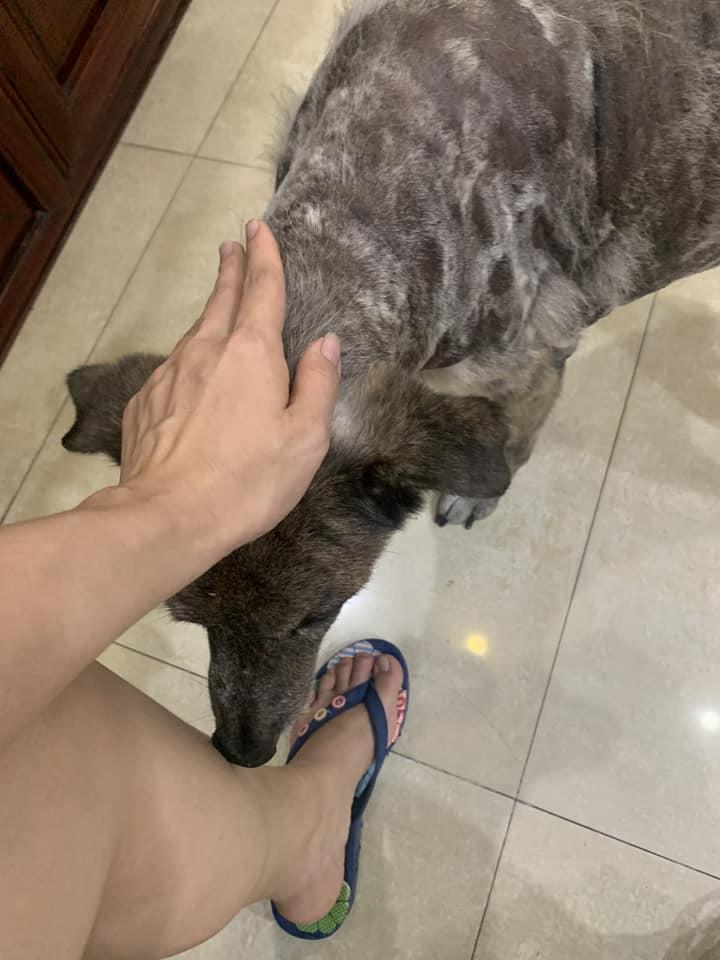 Phòng khám thú y DR Thái Đăng