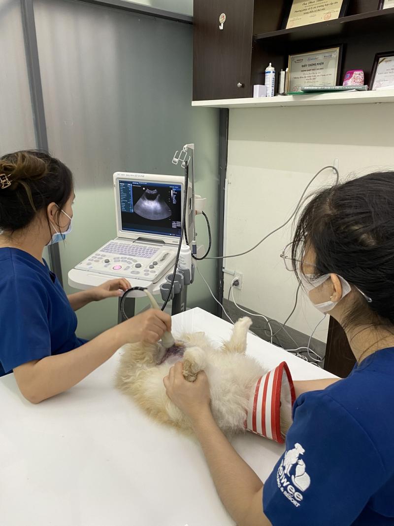 Phòng Khám Thú Y Fod Pet Gò Dầu