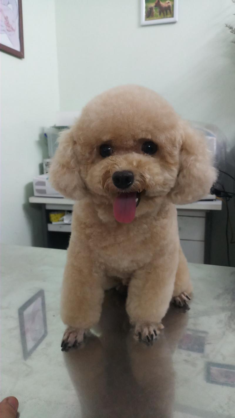 Phòng Khám Thú Ý Golden PET