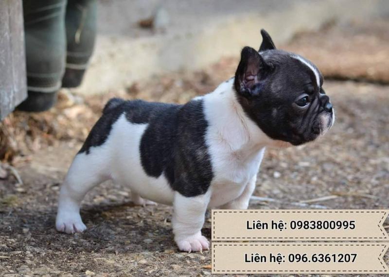 Phòng Khám Thú Y Hà Đông