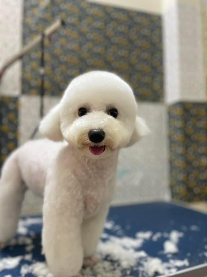 ﻿﻿GimoPet