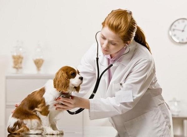 Phòng Khám Thú Y Hải Lăng Vet Quảng Trị