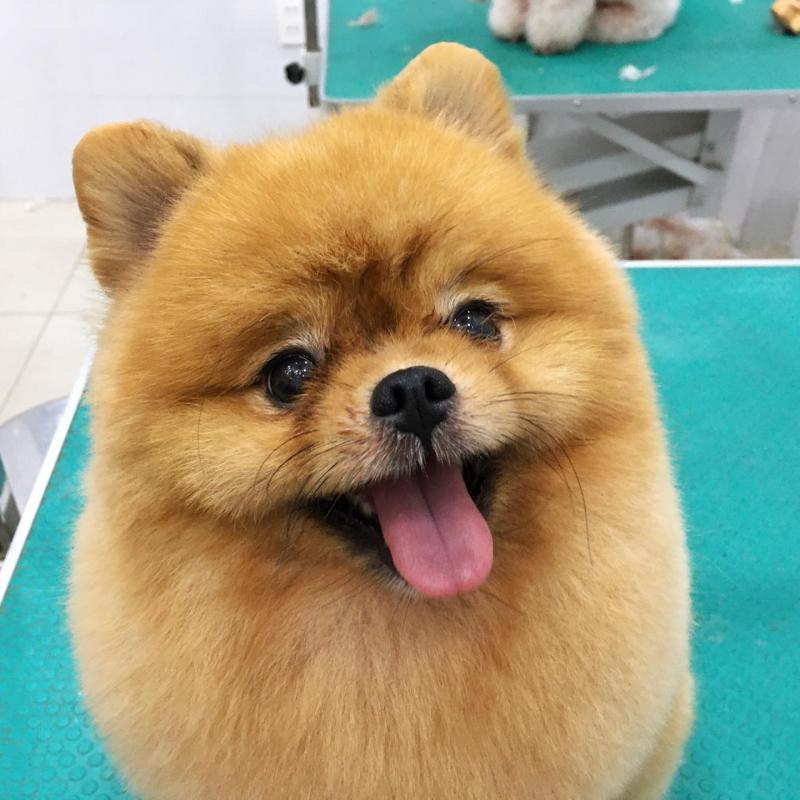 Phòng Khám Thú Y K9