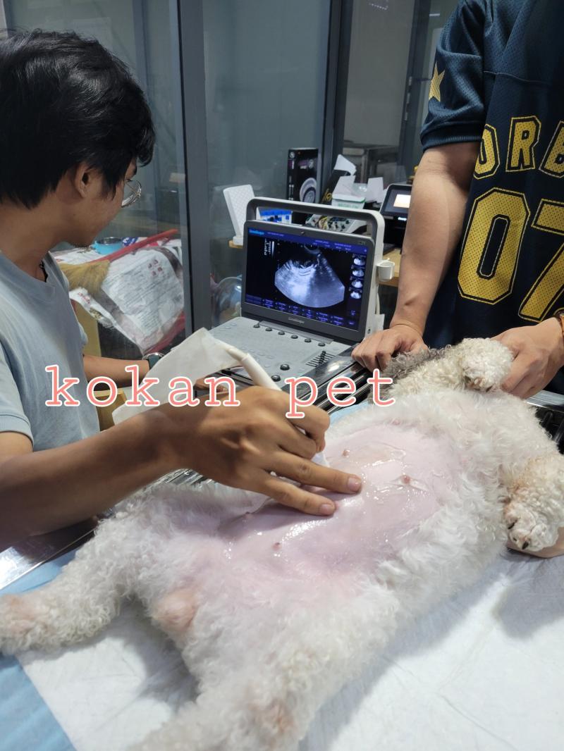 Phòng Khám Thú Y Kokan Pet Clinic