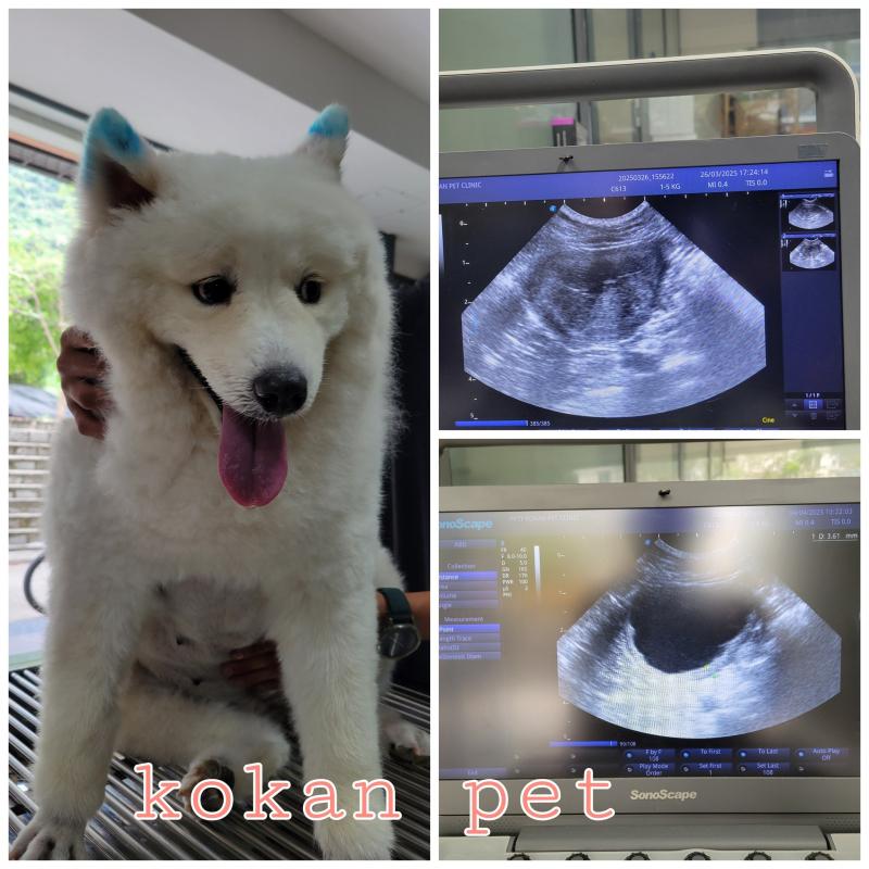 Phòng Khám Thú Y Kokan Pet Clinic