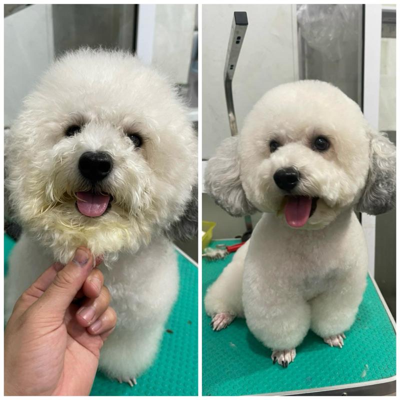 Phòng Khám Thú Y Lucky Pet