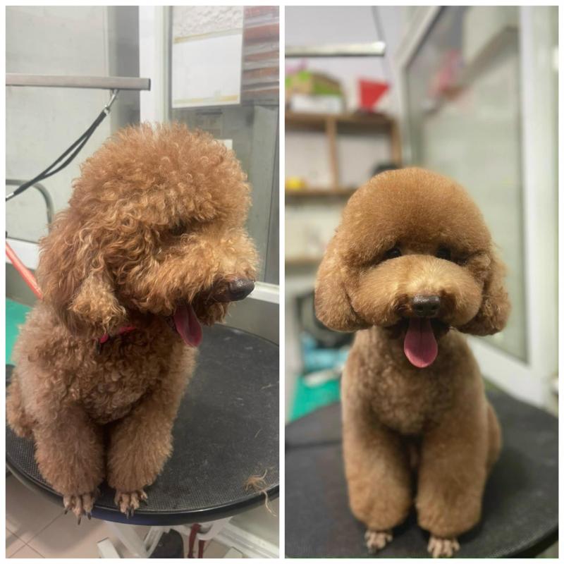 Phòng Khám Thú Y Lucky Pet