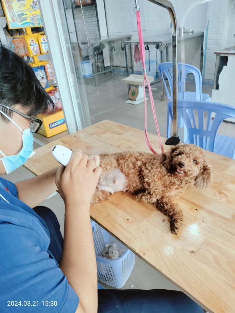 Phòng Khám Thú Y Lucky Pet