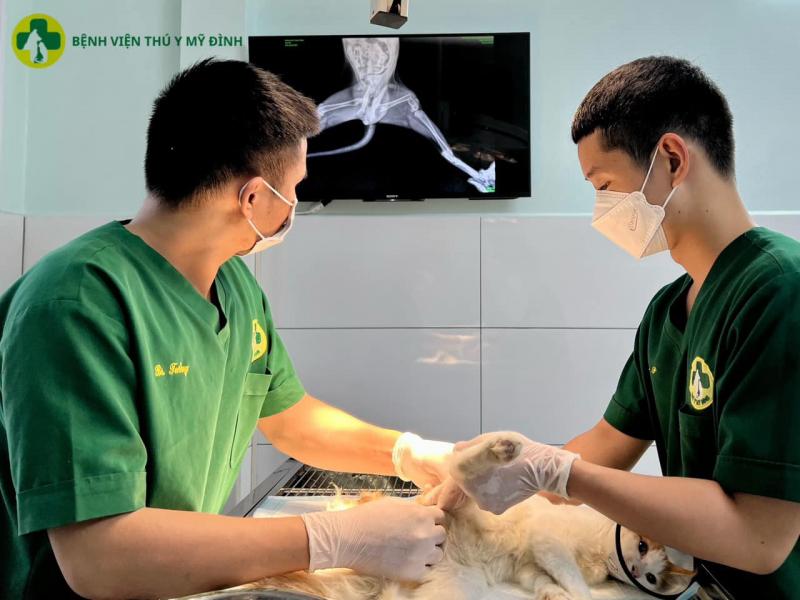 Phòng khám thú y Mỹ Đình
