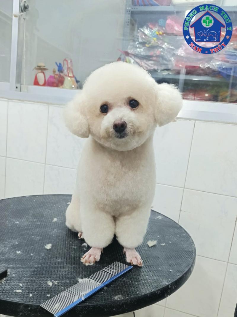 Phòng khám thú y Nam - Thủy