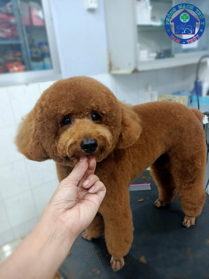 Phòng khám thú y Nam - Thủy