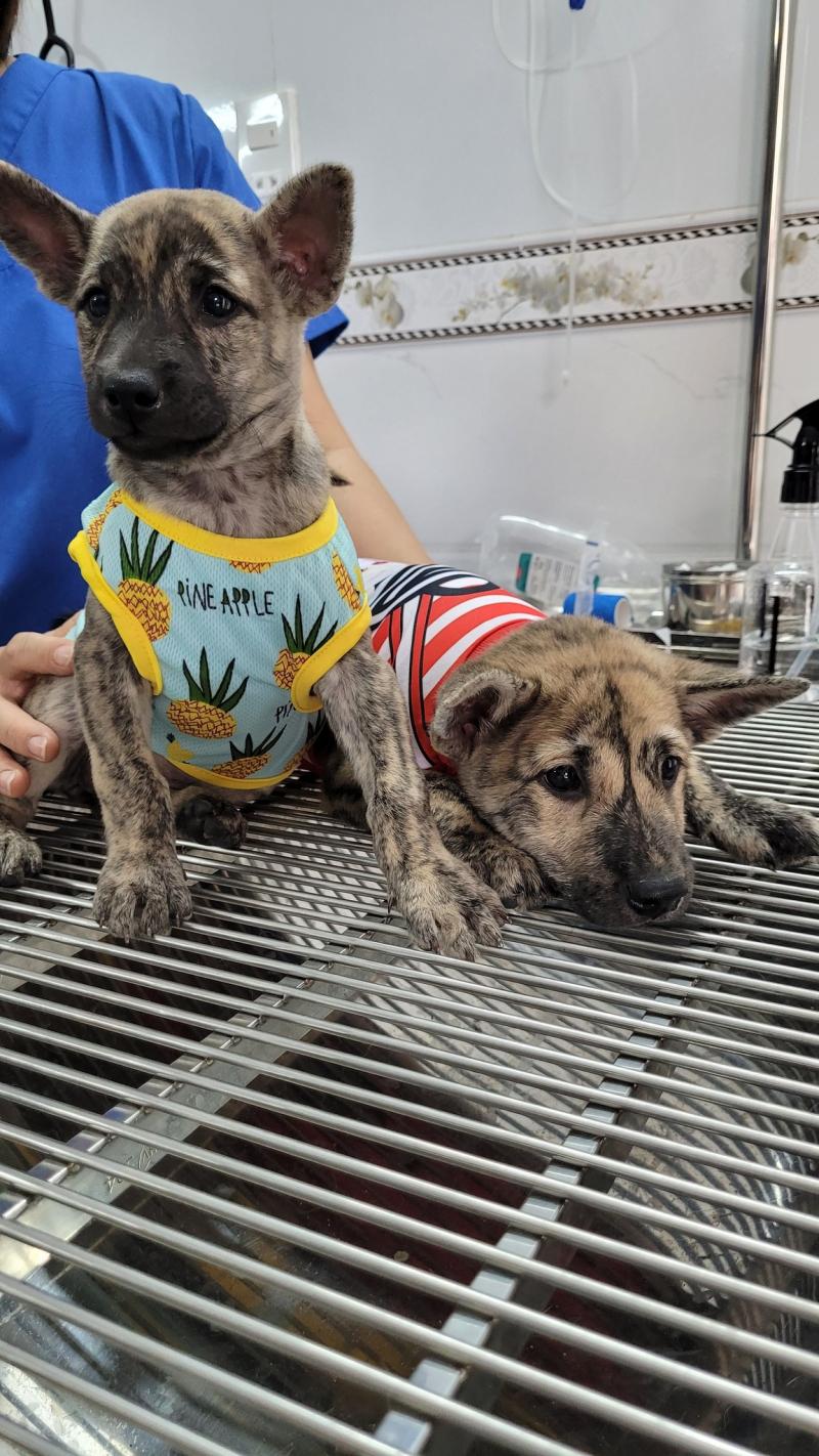 Bệnh viện Thú y Nha trang - Nha trang Vet Clinic
