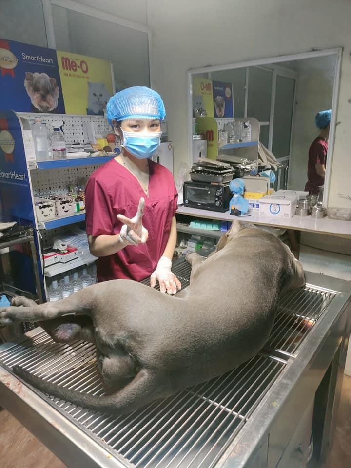 Phòng Khám Thú Y Pet Care - Đông anh