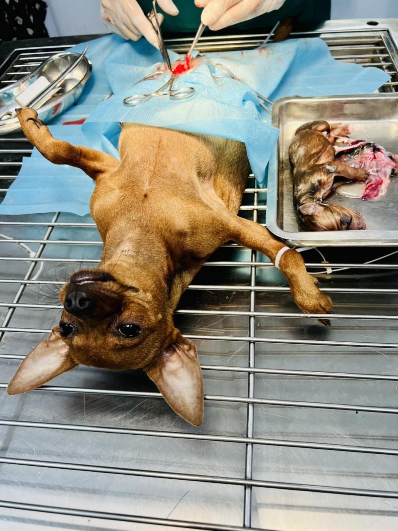Phòng Khám Thú Y Pet Home