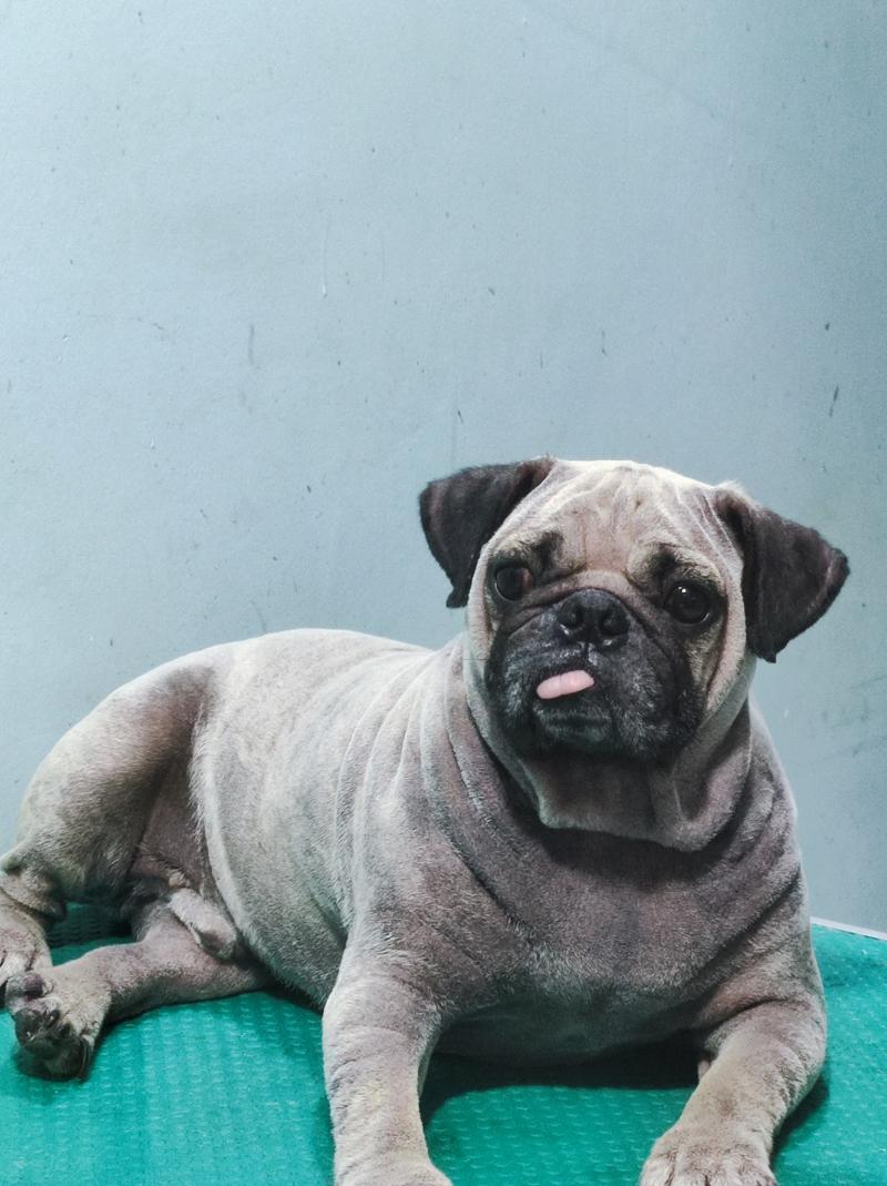 Phòng Khám Thú Y Pet Love