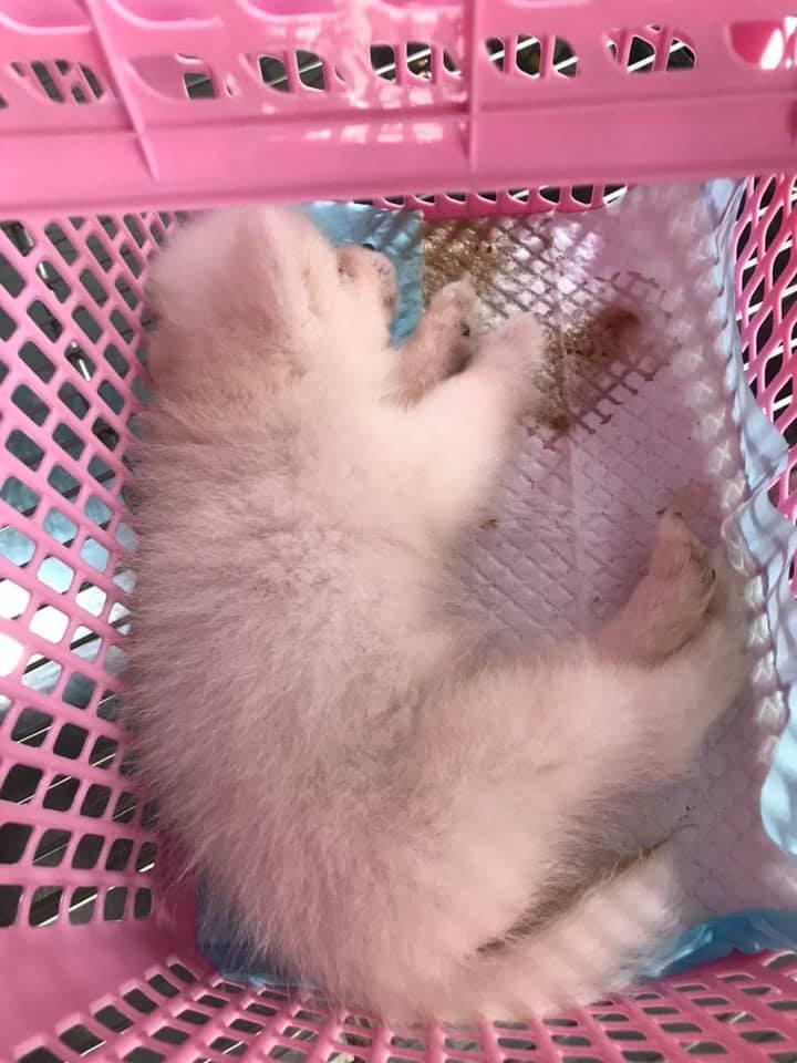 Phòng Khám Thú Y - Pet Store Lượng Thảo